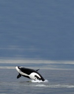 Fall Travel Assignments: Orca Whale Watching