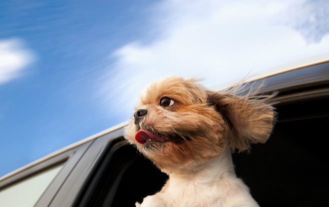 dog_ears_back_car_window